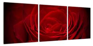 Makro ruža - obraz (Obraz 90x30cm)