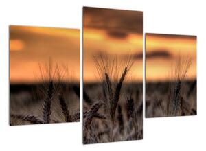 Detail pšenica, obraz (Obraz 90x60cm)