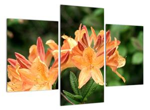Oranžové kvety (Obraz 90x60cm)