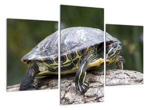 Obraz suchozemské korytnačky (Obraz 90x60cm)