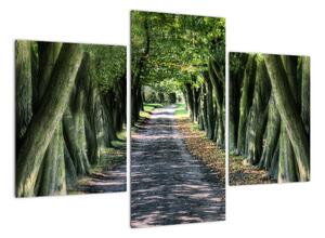 Údolie stromov, obrazy (Obraz 90x60cm)