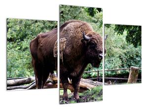 Obraz s americkým bizónom (Obraz 90x60cm)