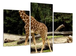 Obraz žirafy (Obraz 90x60cm)