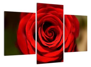 Detail ruže - obraz (Obraz 90x60cm)