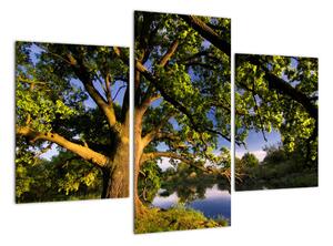 Obraz stromu (Obraz 90x60cm)