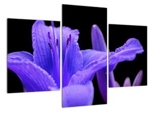 Obrazy kvetiny (Obraz 90x60cm)