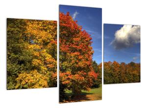 Jesenné stromy - obraz (Obraz 90x60cm)