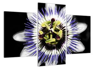Obrazy kvetov (Obraz 90x60cm)