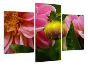 Obraz kvetu rastliny (Obraz 90x60cm)