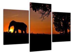 Obraz slona v prírode (Obraz 90x60cm)