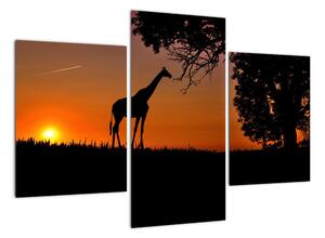 Obraz žirafy v prírode (Obraz 90x60cm)