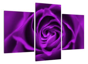 Obraz ruže (Obraz 90x60cm)