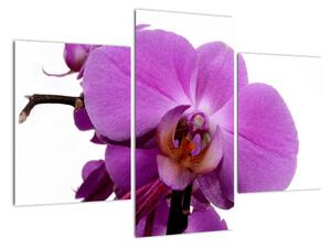 Orchidea - obraz (Obraz 90x60cm)