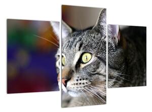 Mačka - obraz (Obraz 90x60cm)