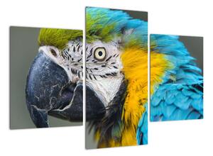 Papagáj - obraz (Obraz 90x60cm)