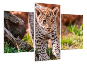 Mláďa leoparda - obraz do bytu (Obraz 90x60cm)