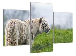 Tiger - obraz (Obraz 90x60cm)