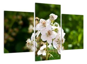 Kvetina - obraz (Obraz 90x60cm)