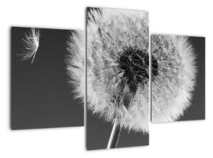 Odkvitnutá púpava - obraz kvetín (Obraz 90x60cm)