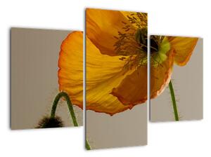 Žltý kvet - obraz (Obraz 90x60cm)