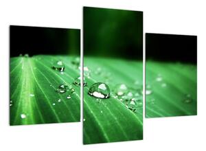 Kvapky vody - obraz (Obraz 90x60cm)