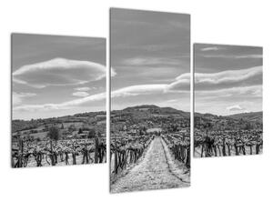 Obraz vínnej révy (Obraz 90x60cm)