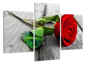 Ruža červená - obraz (Obraz 90x60cm)