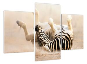 Obraz zebry (Obraz 90x60cm)