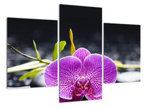 Kvet orchidey - obraz (Obraz 90x60cm)