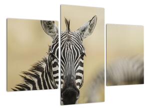 Zebra - obraz (Obraz 90x60cm)