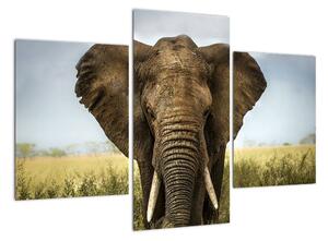 Slon - obraz (Obraz 90x60cm)
