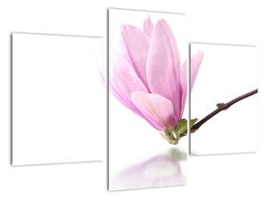 Kvet - obraz (Obraz 90x60cm)