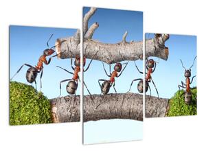 Obraz mravcov (Obraz 90x60cm)