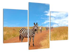 Zebra na ceste - obraz (Obraz 90x60cm)