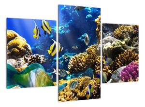 Podmorský svet - obraz (Obraz 90x60cm)