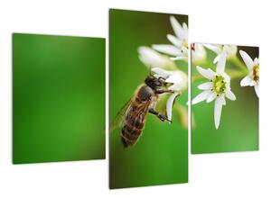 Fotka včely - obraz (Obraz 90x60cm)