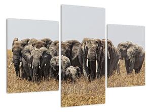 Stádo slonov - obraz (Obraz 90x60cm)