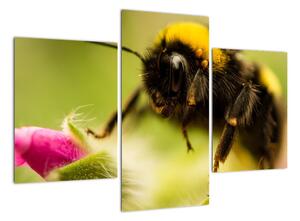 Včela - obraz (Obraz 90x60cm)