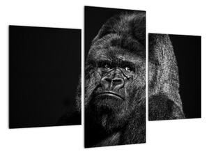 Obraz opice (Obraz 90x60cm)