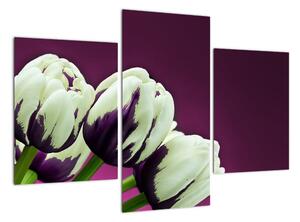 Makro tulipánov - obraz (Obraz 90x60cm)