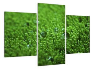 Detail trávy - obraz (Obraz 90x60cm)