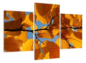 Jesenné lístie - obraz (Obraz 90x60cm)