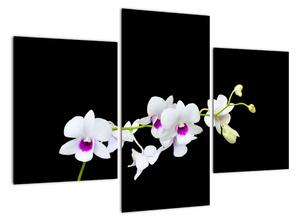 Kvetina - obraz (Obraz 90x60cm)