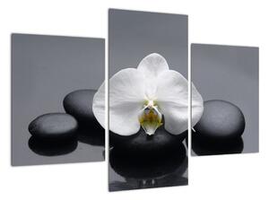 Kvet orchidey - moderný obraz (Obraz 90x60cm)
