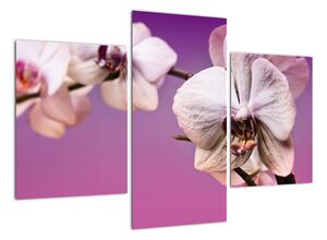 Moderné obrazy - orchidea (Obraz 90x60cm)