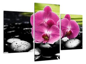 Fotka orchidey (Obraz 90x60cm)