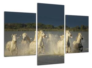 Cválajúca kone, obraz (Obraz 90x60cm)