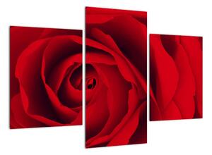 Detail červené ruže - obraz (Obraz 90x60cm)