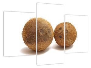 Kokosový orech, obraz (Obraz 90x60cm)