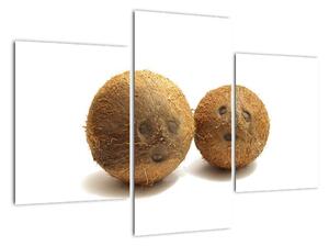 Kokosový orech, obraz (Obraz 90x60cm)